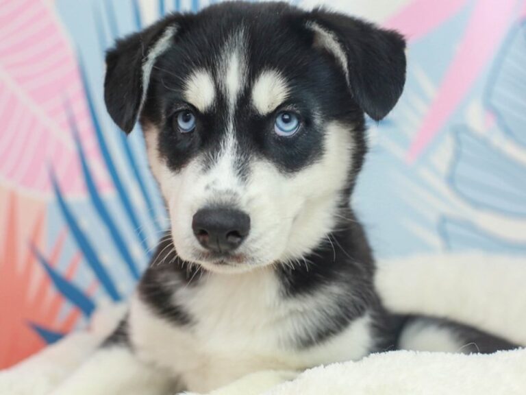 Siberian Husky