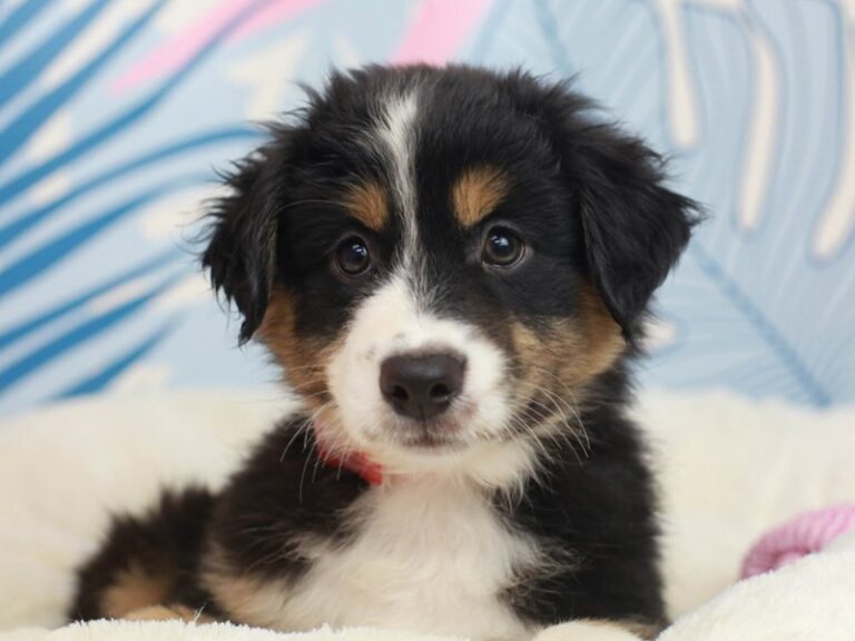 Mini American Shepherd