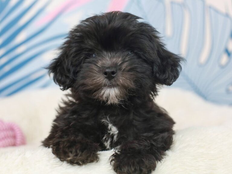 Shih Poo