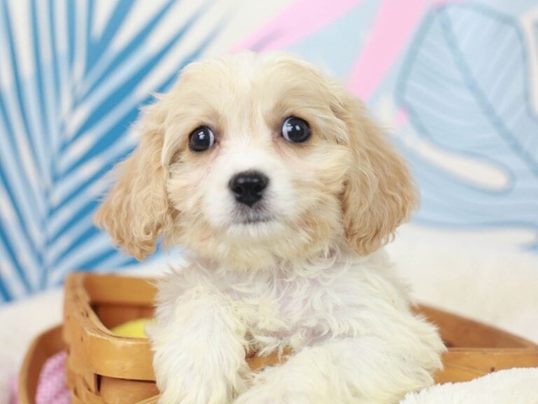 Cavachon