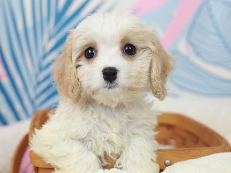 Cavachon