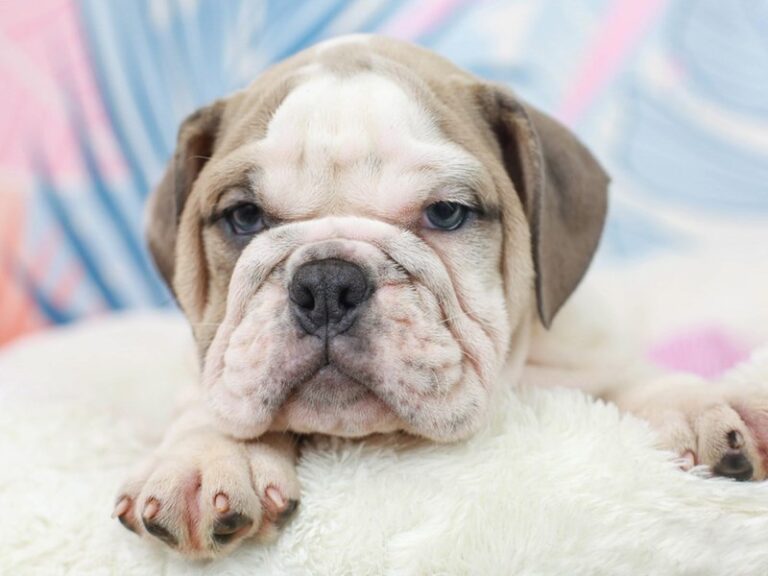 English Bulldog