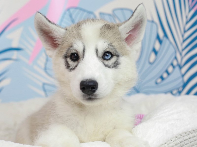 Samusky DOG Female 2819488 Animal Kingdom Puppies N Love