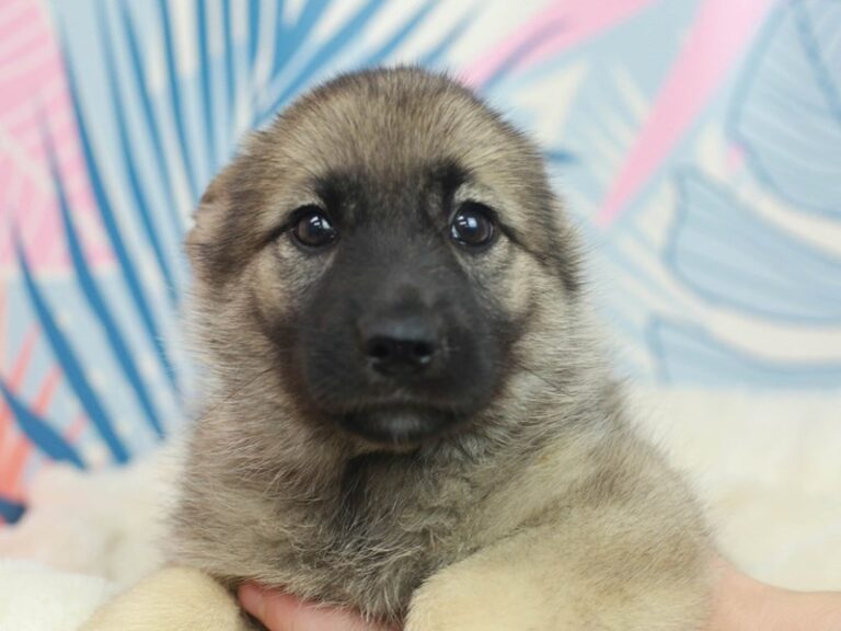 Norwegian Elkhound