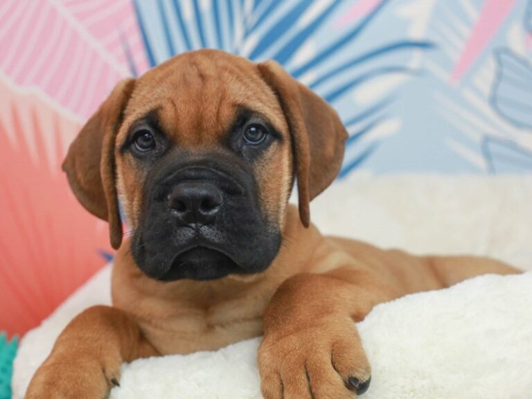 Bullmastiff