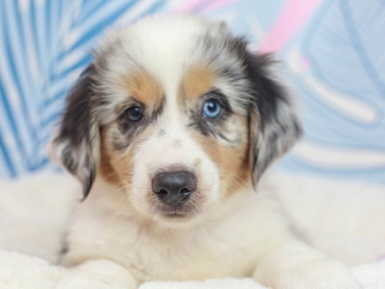 Mini American Shepherd
