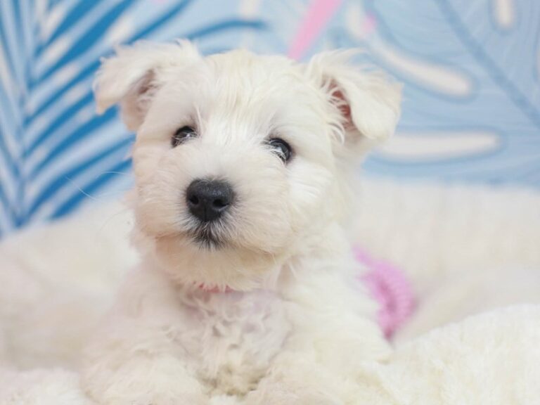 West Highland White Terrier