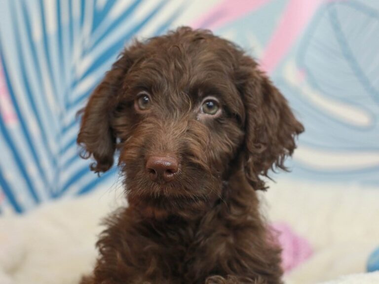 Mini Labradoodle