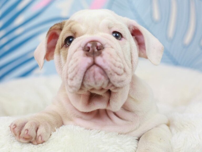 English Bulldog