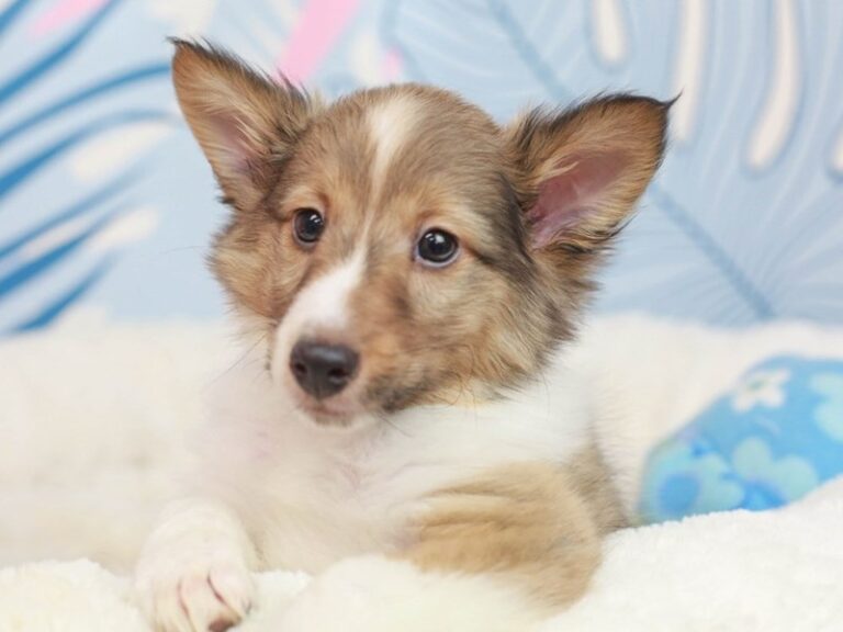 Shetland Sheepdog