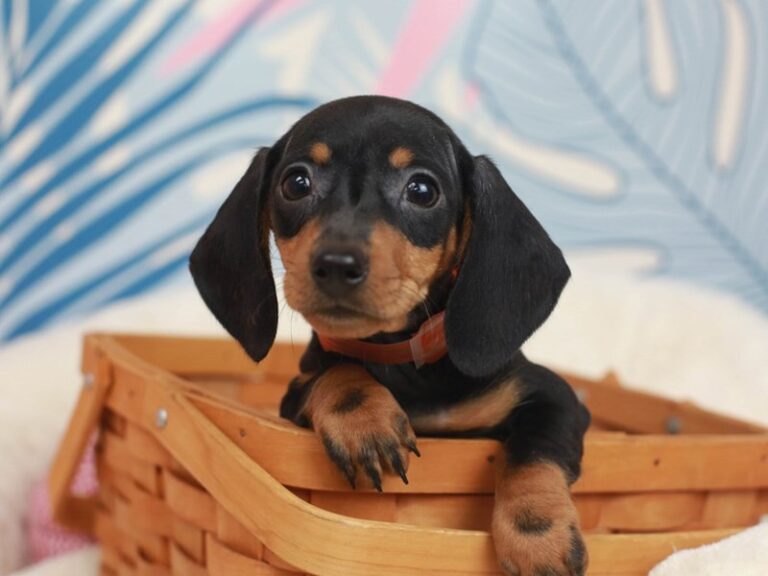 Dachshund