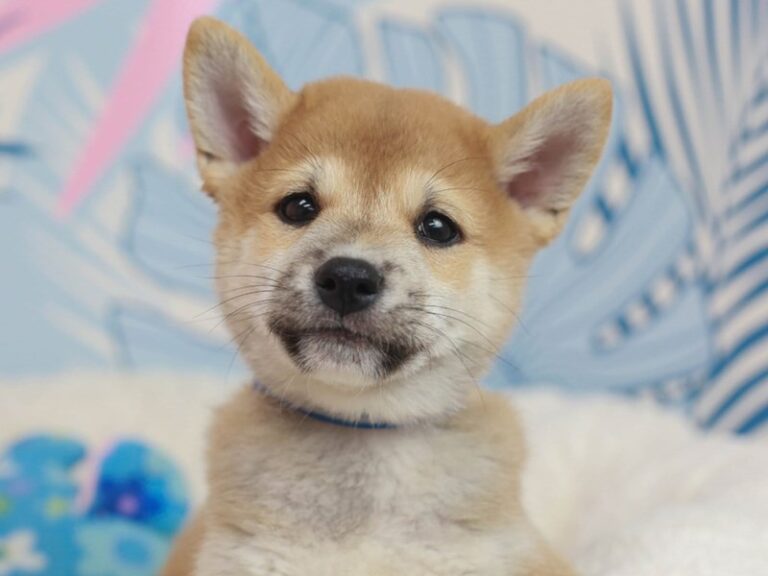 Shiba Inu
