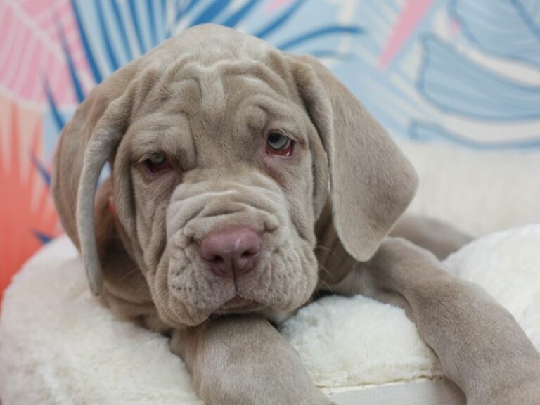 Neapolitan Mastiff