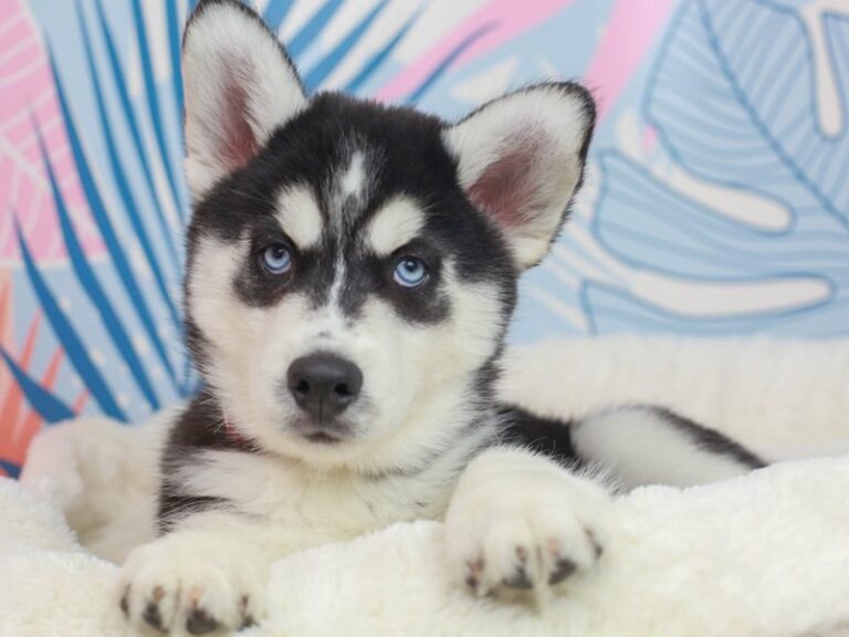 Siberian Husky