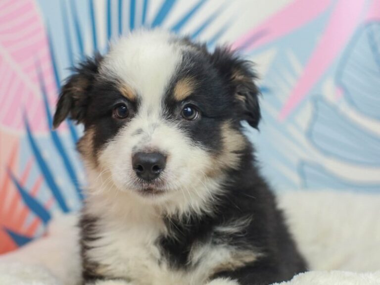 Mini American Shepherd