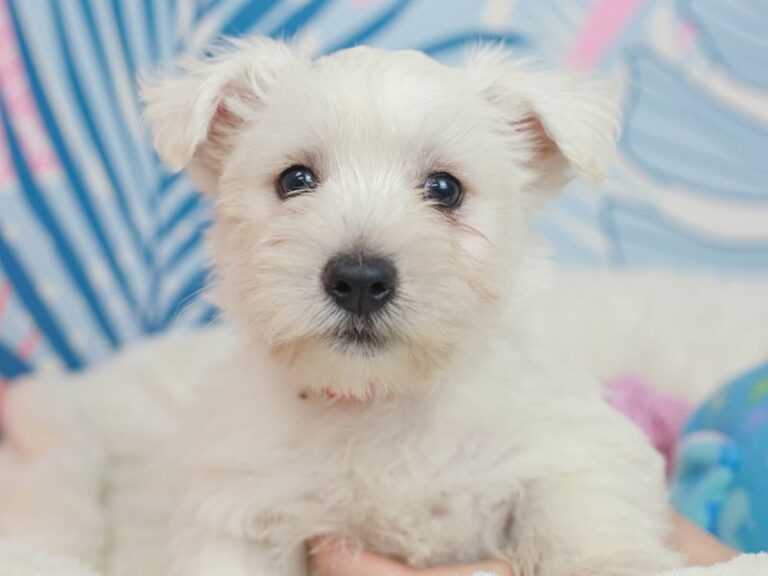 West Highland White Terrier