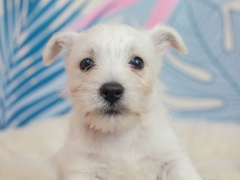 West Highland White Terrier