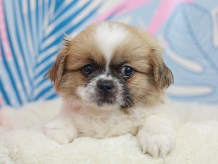 Pekingese