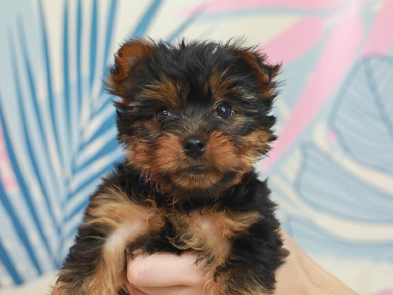 Yorkshire Terrier