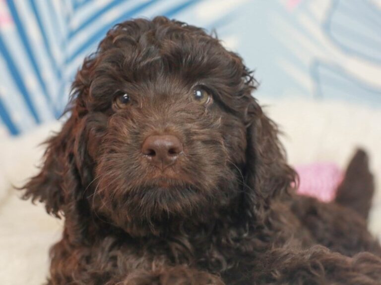 Mini Labradoodle