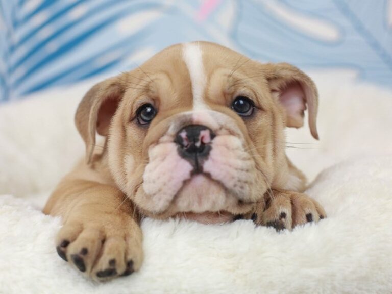English Bulldog
