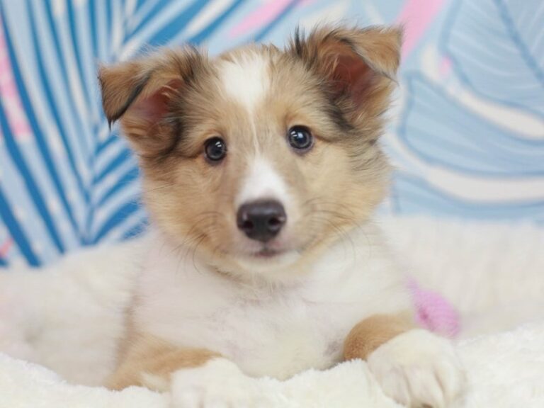 Shetland Sheepdog