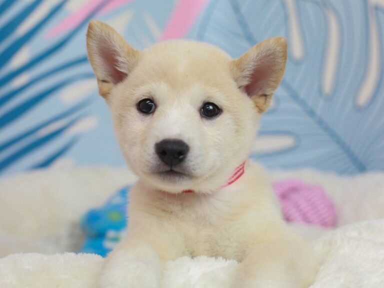 Shiba Inu