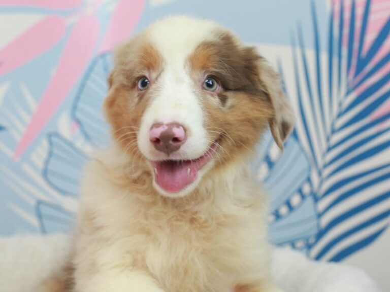 Australian Shepherd
