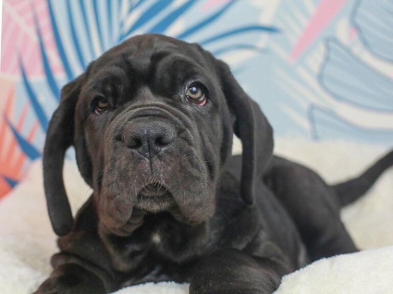 Neapolitan Mastiff