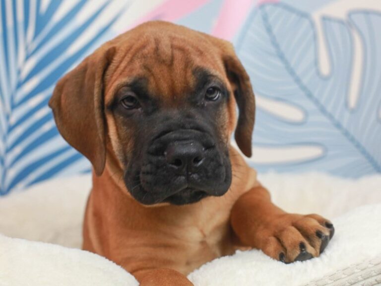Bullmastiff