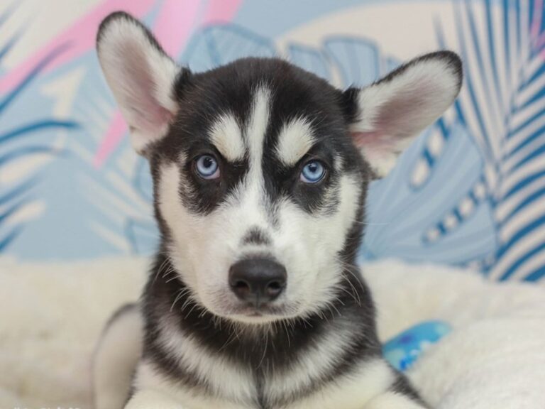 Siberian Husky