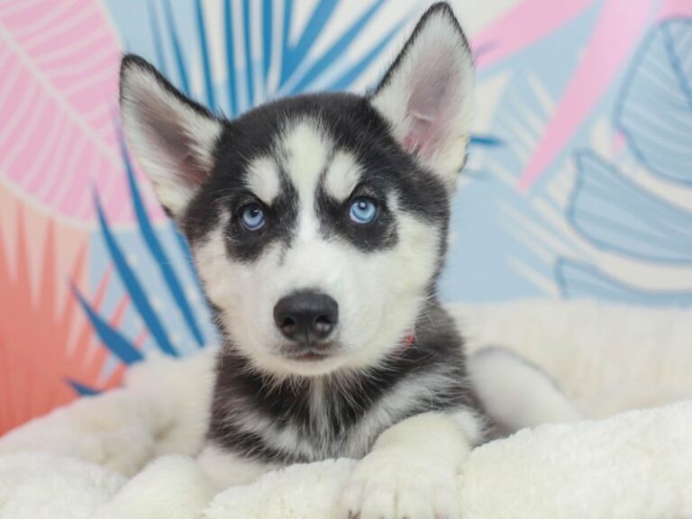 Siberian Husky