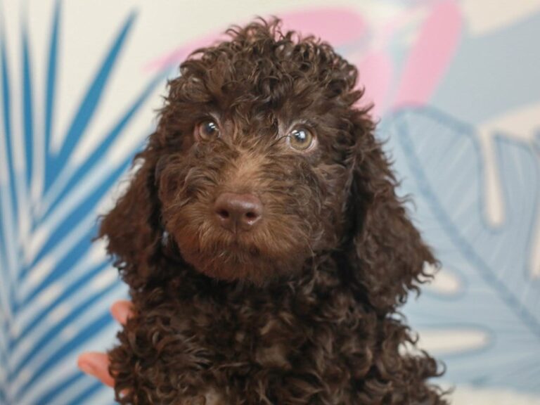 Mini Labradoodle