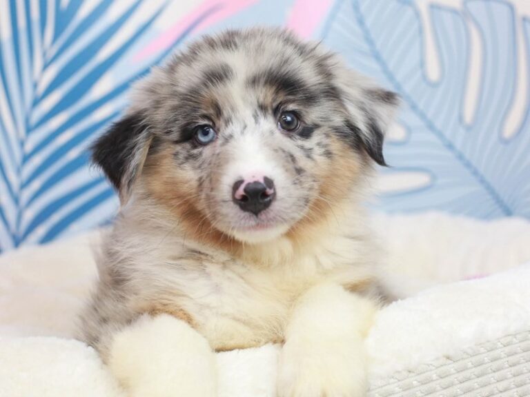 Australian Shepherd
