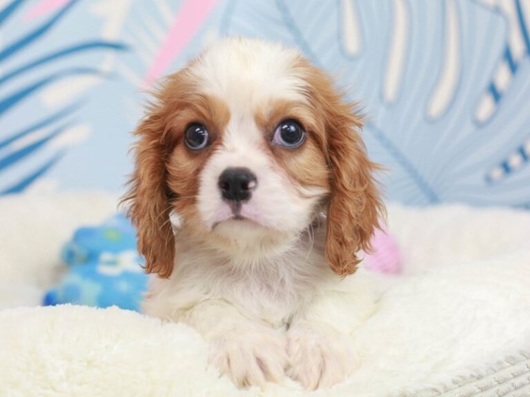 Cavalier King Charles