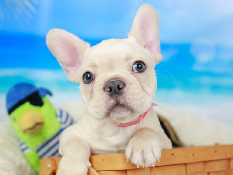 French Bulldog