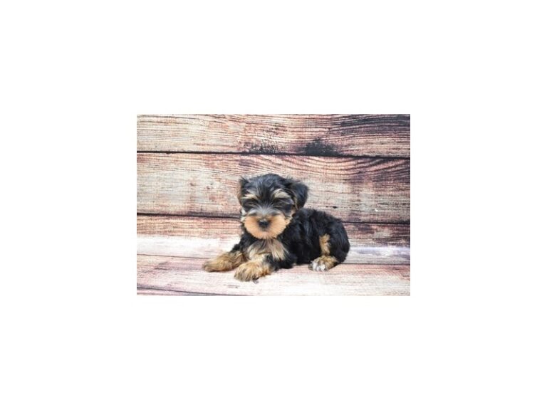 Yorkshire Terrier