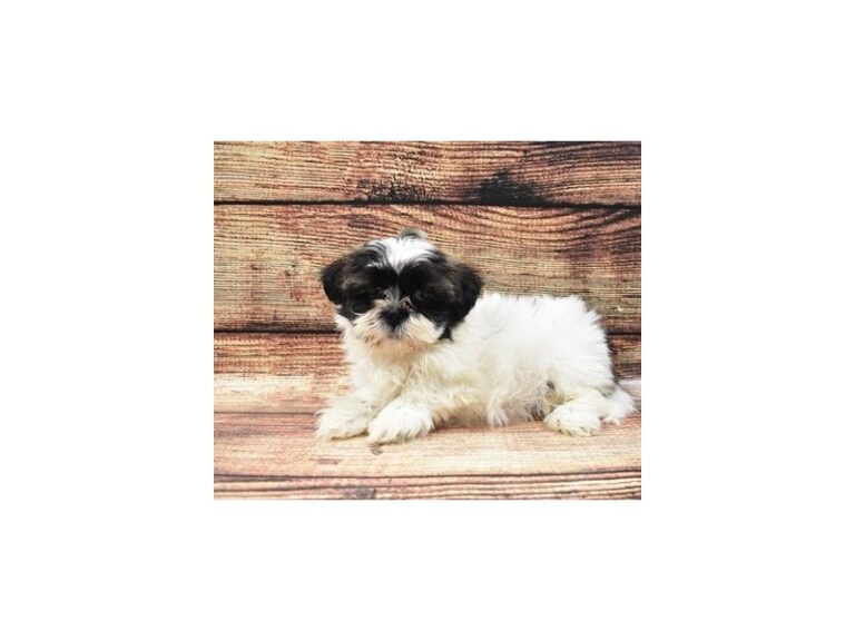 Shih Tzu