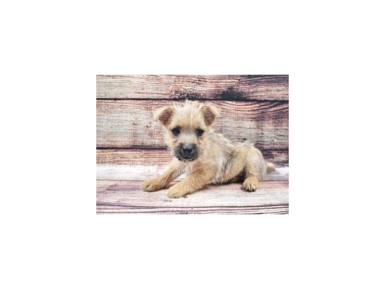 Norwich Terrier
