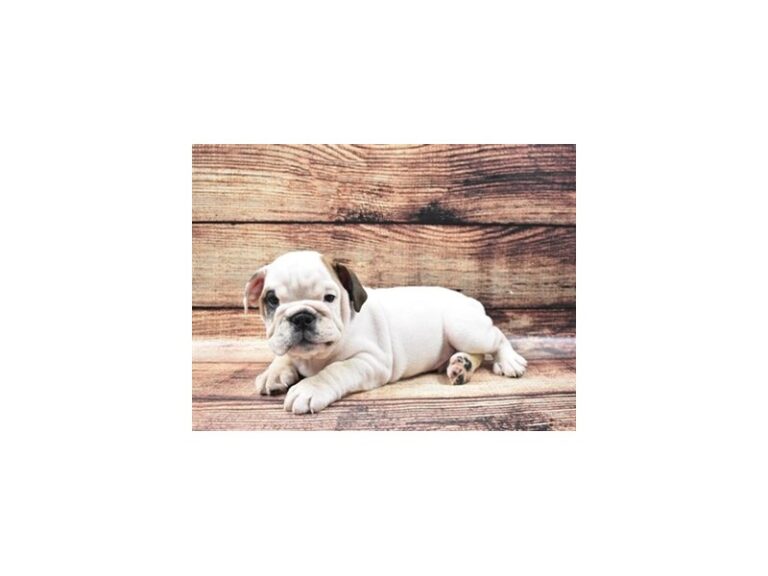 English Bulldog