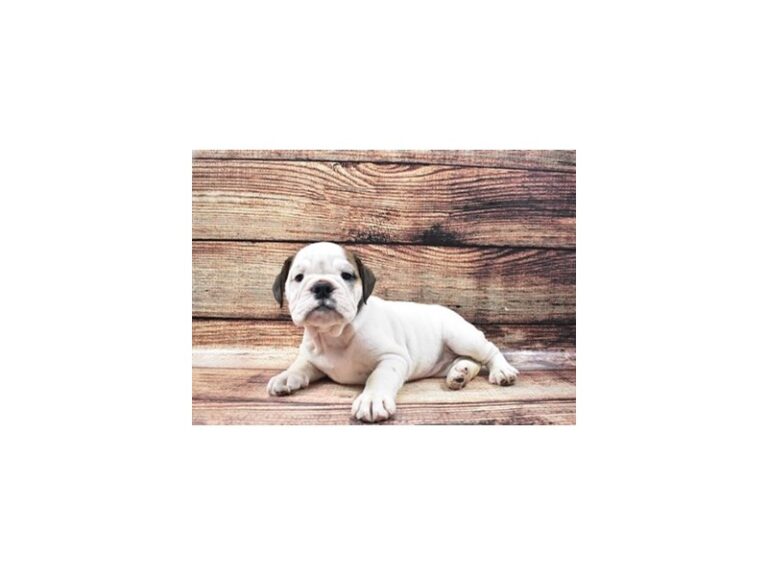 English Bulldog