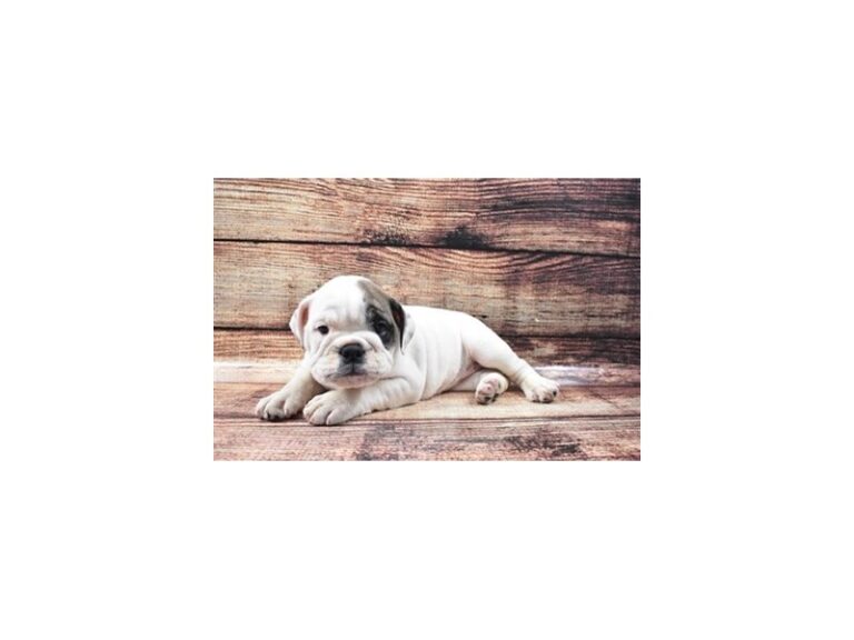 English Bulldog