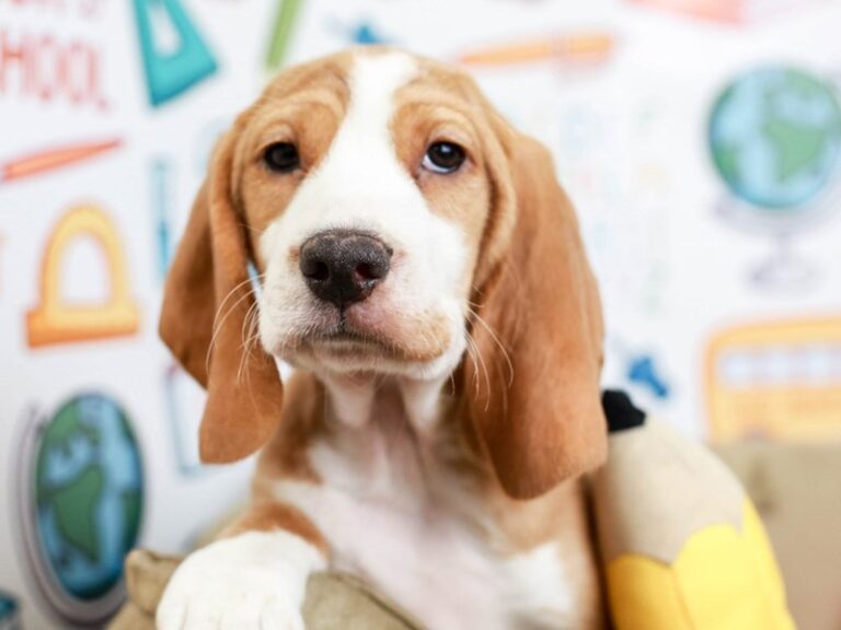 Beagle