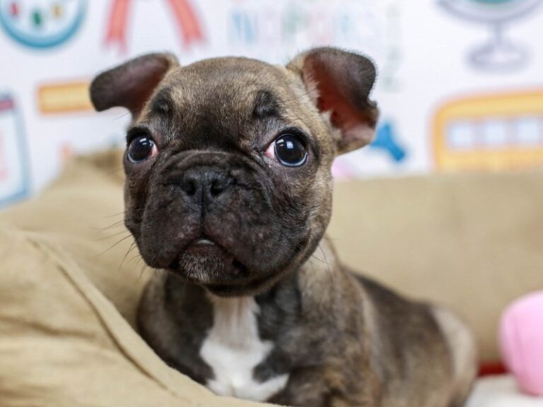 French Bulldog