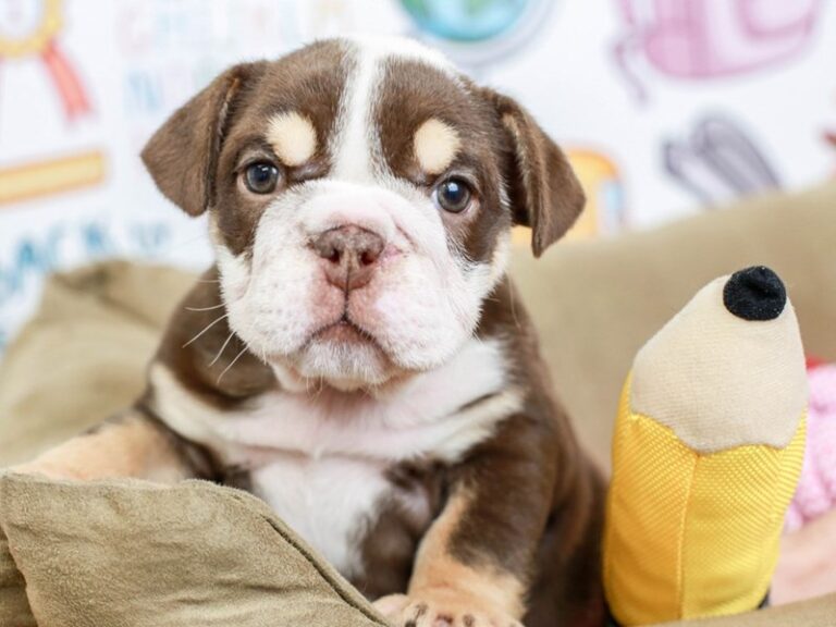English Bulldog