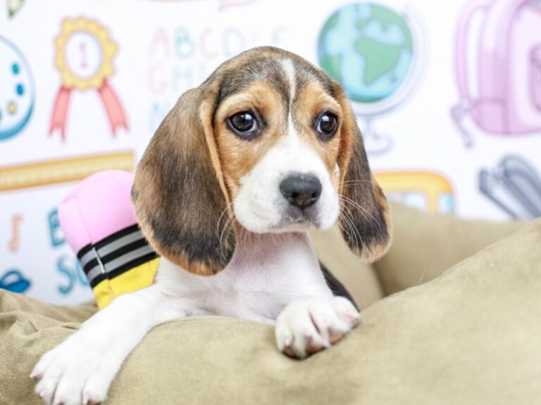 Beagle