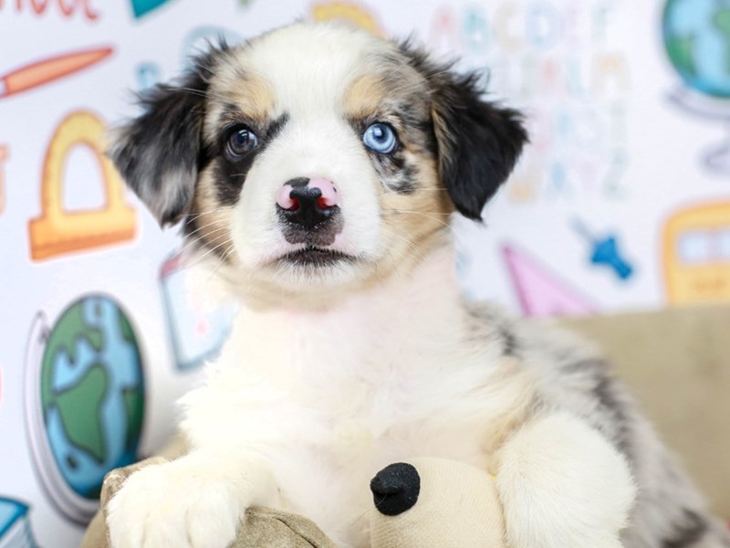 Mini Australian Shepherd-Male--2827288-Animal Kingdom | Puppies N Love