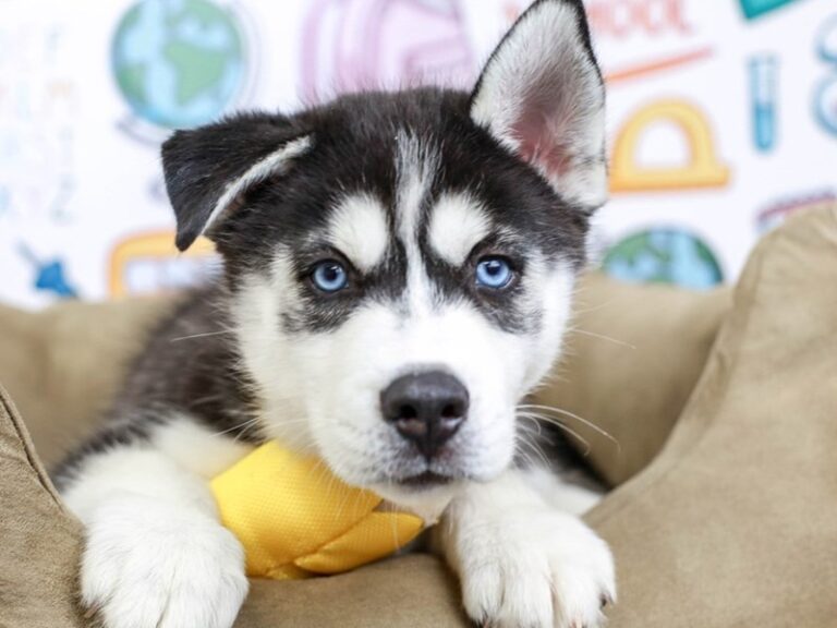 Siberian Husky