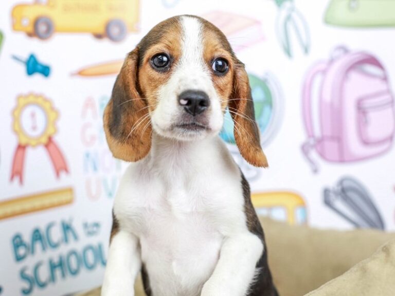 Beagle