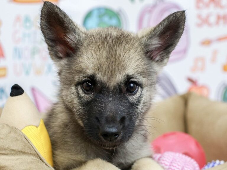 Norwegian Elkhound